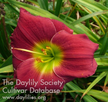 Daylily Honor His Name