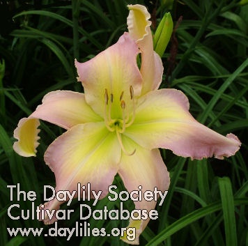 Daylily Hooked on a Feeling
