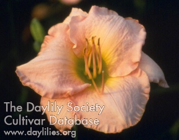 Daylily Hortense Parker
