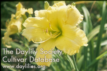 Daylily Hortensia