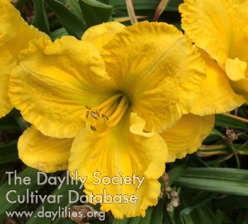 Daylily How It Works