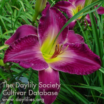 Daylily Howard Hite