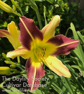 Daylily Howdy