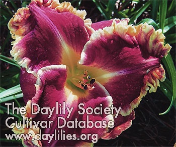 Daylily Hub