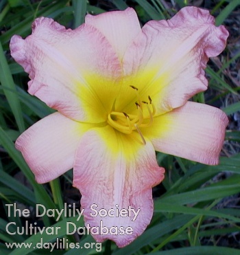 Daylily Huberta