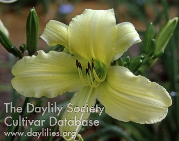 Daylily Humoresque