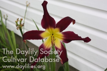 Daylily Hurricane Finnely