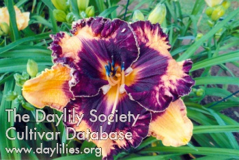 Daylily Halloween in June