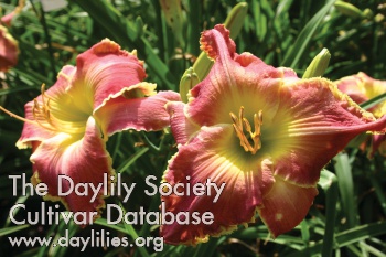 Daylily Hayfield Rendezvous