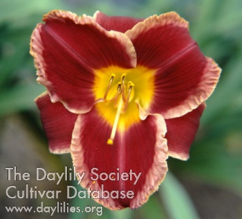 Daylily Hearts and Lace