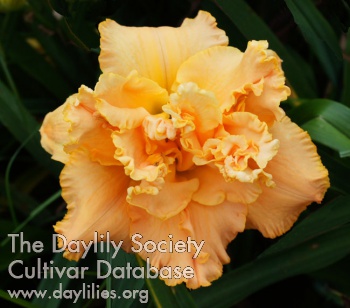 Daylily Heavenly Double Trouble