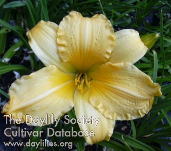 Daylily Heirloom Lace