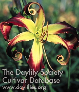 Daylily Helix