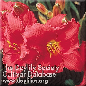 Daylily Her Best Bloomers