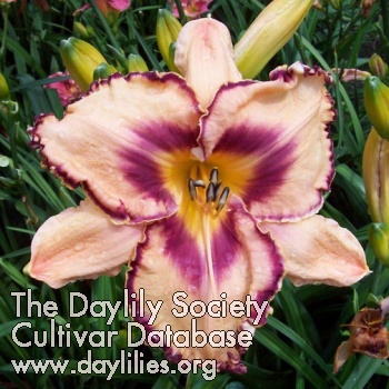 Daylily Hillbilly Couture
