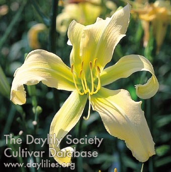 Daylily His Highness