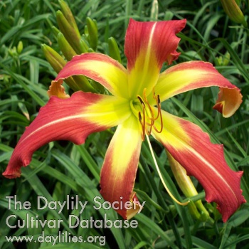 Daylily Hold the Matches