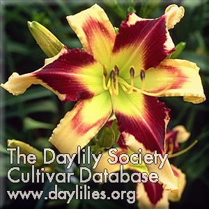 Daylily Hold Your Horses