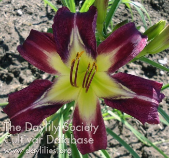 Daylily Honor to Serve