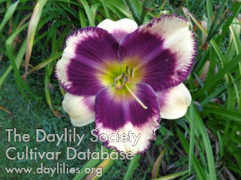 Daylily Hooray for Summer