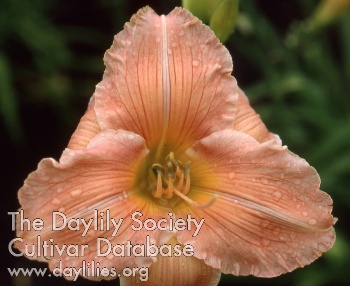 Daylily I Fancy