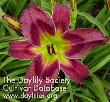 Daylily Imperial Quest