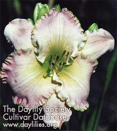 Daylily Iced Confection