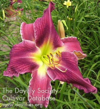 Daylily Ilse's Own
