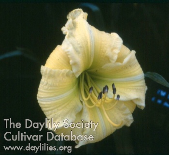 Daylily I'm Different