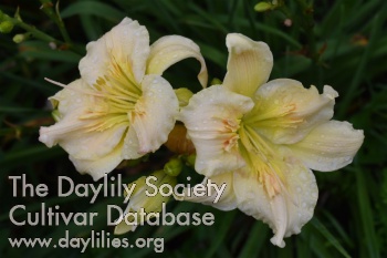 Daylily Immaculata