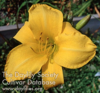 Daylily Imperial Gold