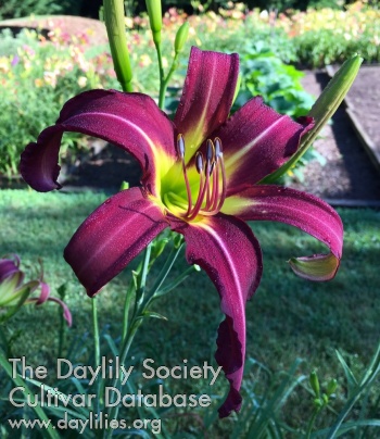 Daylily Impossible Astronaut