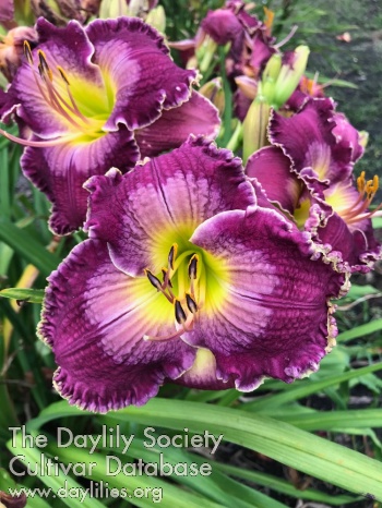Daylily Imprinted Illusions
