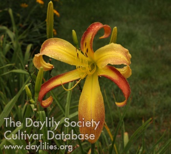 Daylily In Reverse
