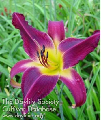 Daylily In with the out Crowd