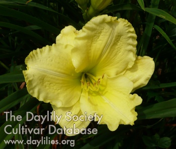 Daylily In Advance