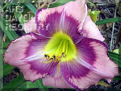 Daylily In Memory of Hercules