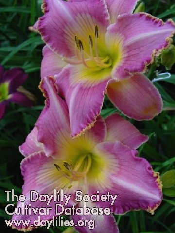 Daylily In My Pink High Heels