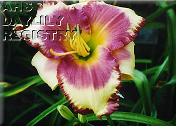 Daylily In Dave's Memory