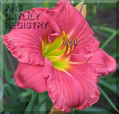 Daylily In the Heart of It All