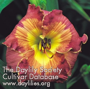 Daylily Inca Puzzle