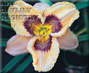 Daylily Infinity and Beyond
