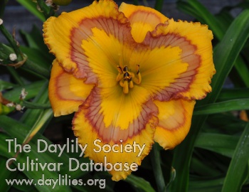 Daylily Inner Compass