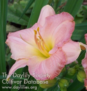 Daylily Inner Peace