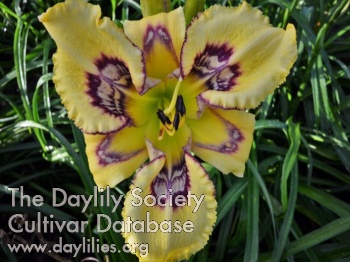 Daylily Inner Rumble