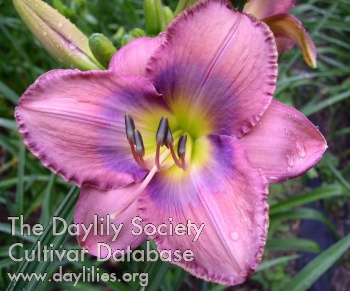 Daylily Inquire Within