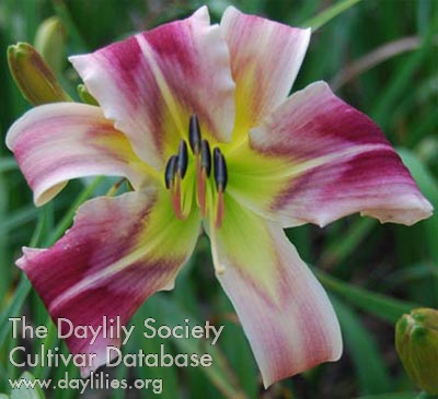 Daylily Instant Graffiti