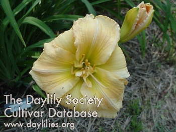 Daylily Integrity