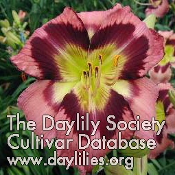 Daylily Intelligent Design