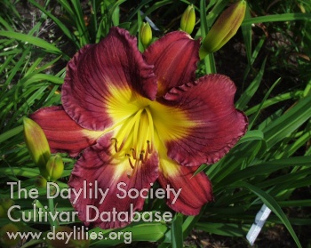 Daylily In the Name of Love